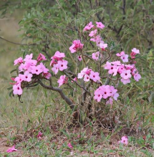 Adenium Swazicum ( Summer Impala Lily ) 1 Year Old Plant, Plus 2 bonus plants!