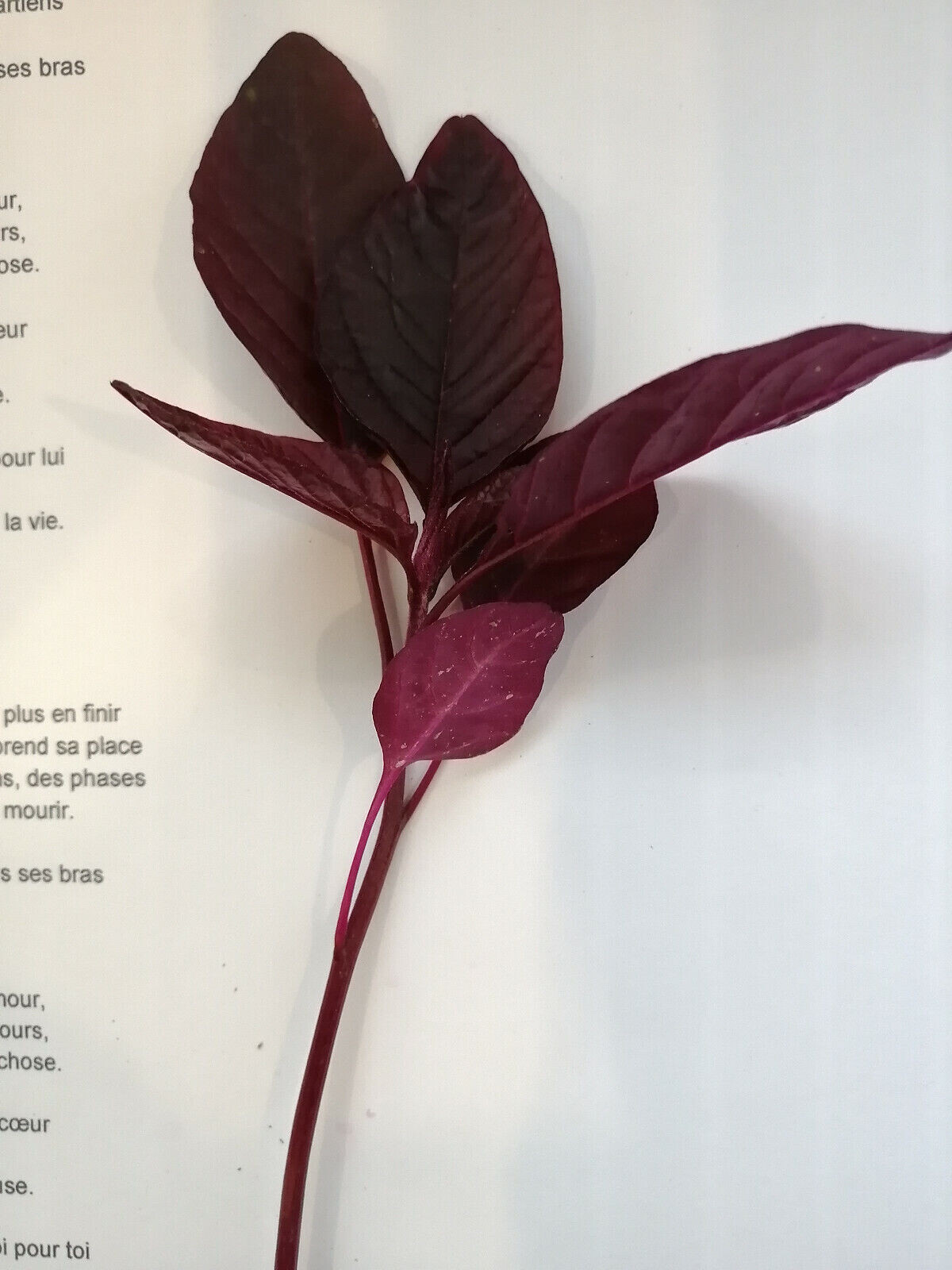 Hopi Red Dye Amaranth 500 Native Seeds Amaranthus cruentus, Vegetable & Flower