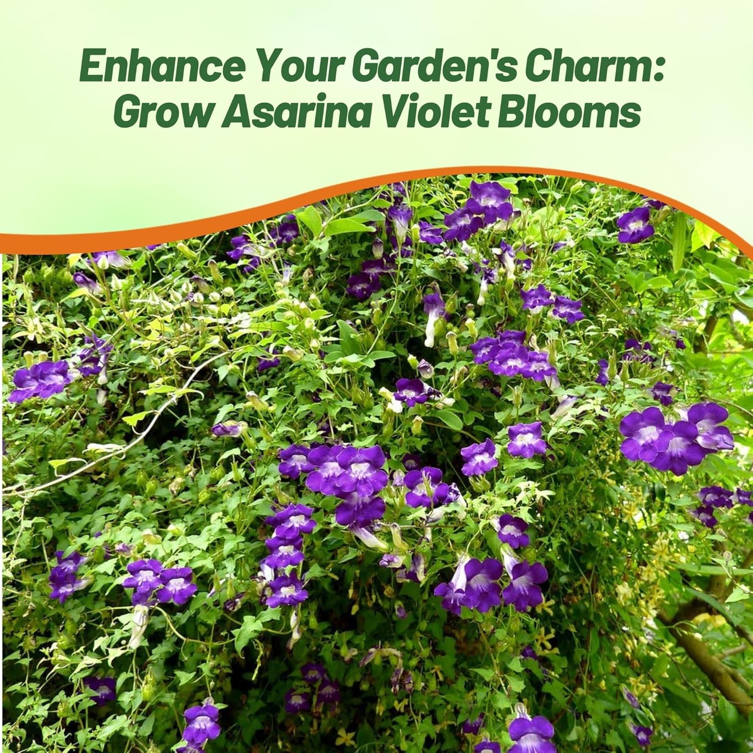 100 Seeds Asarina Seeds – Climbing Snapdragon Flower Seed