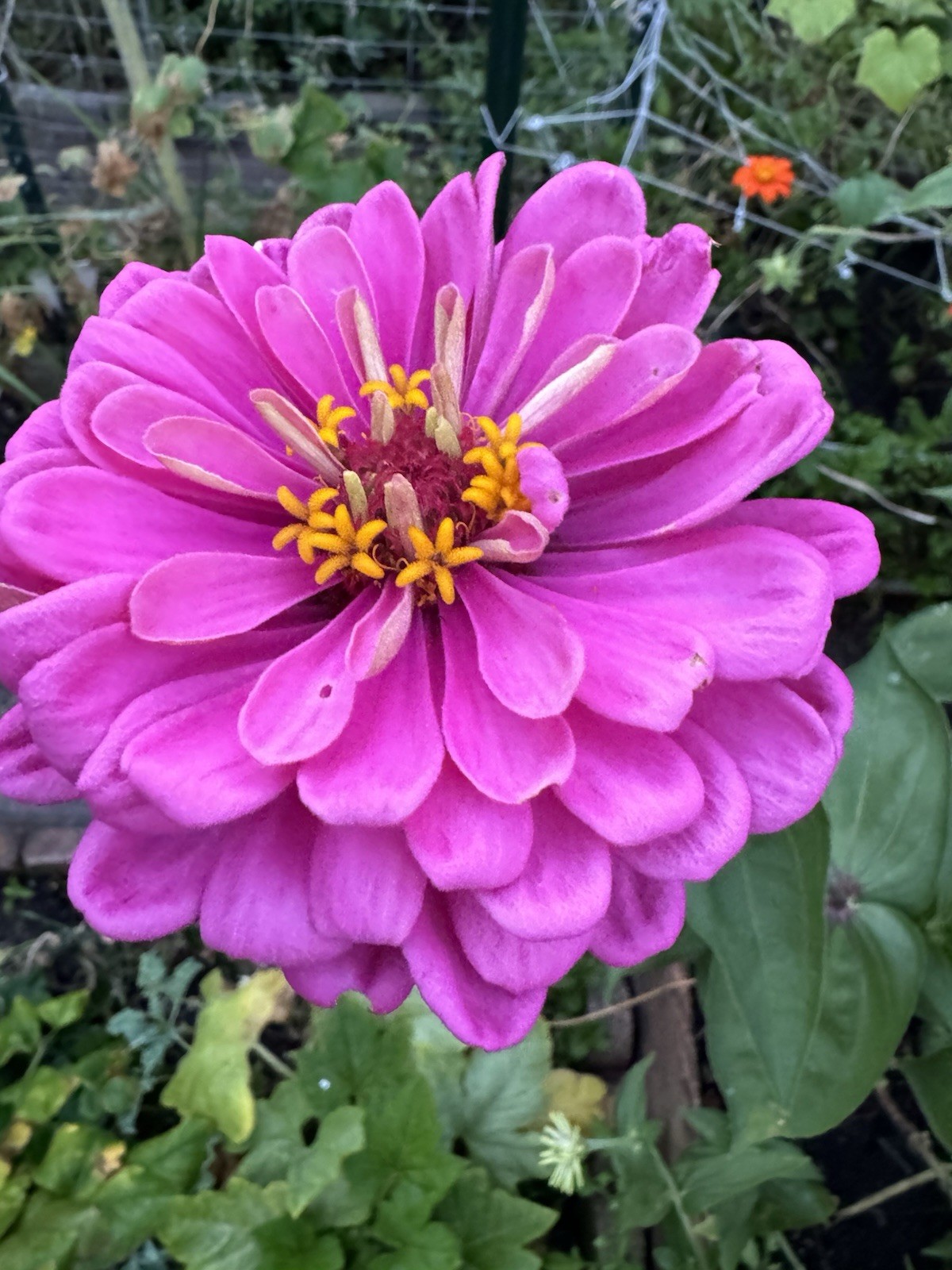Zinnia Flower Seeds Multiple Colors Sizes Variety Fushia Lime Green Pink White