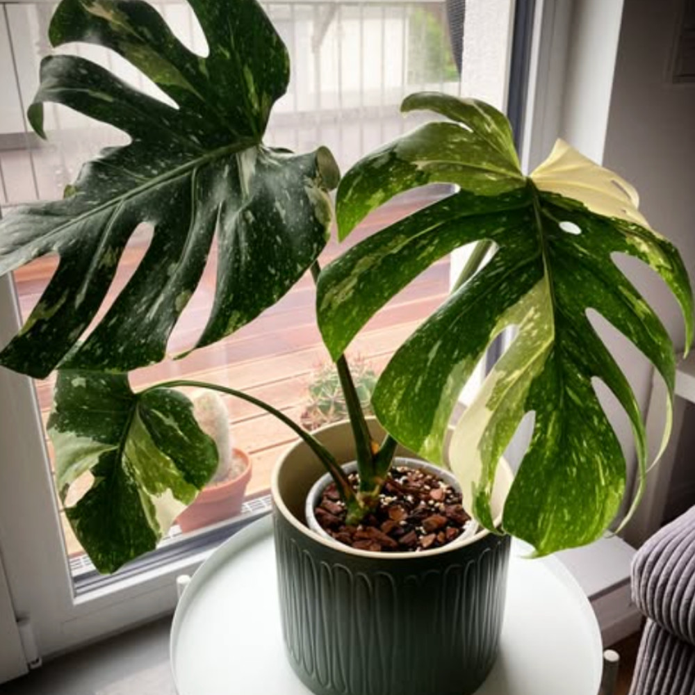 Thai Constellation Monstera Live Plant 4-6 Inches Tall Healthy Rooted Variegated