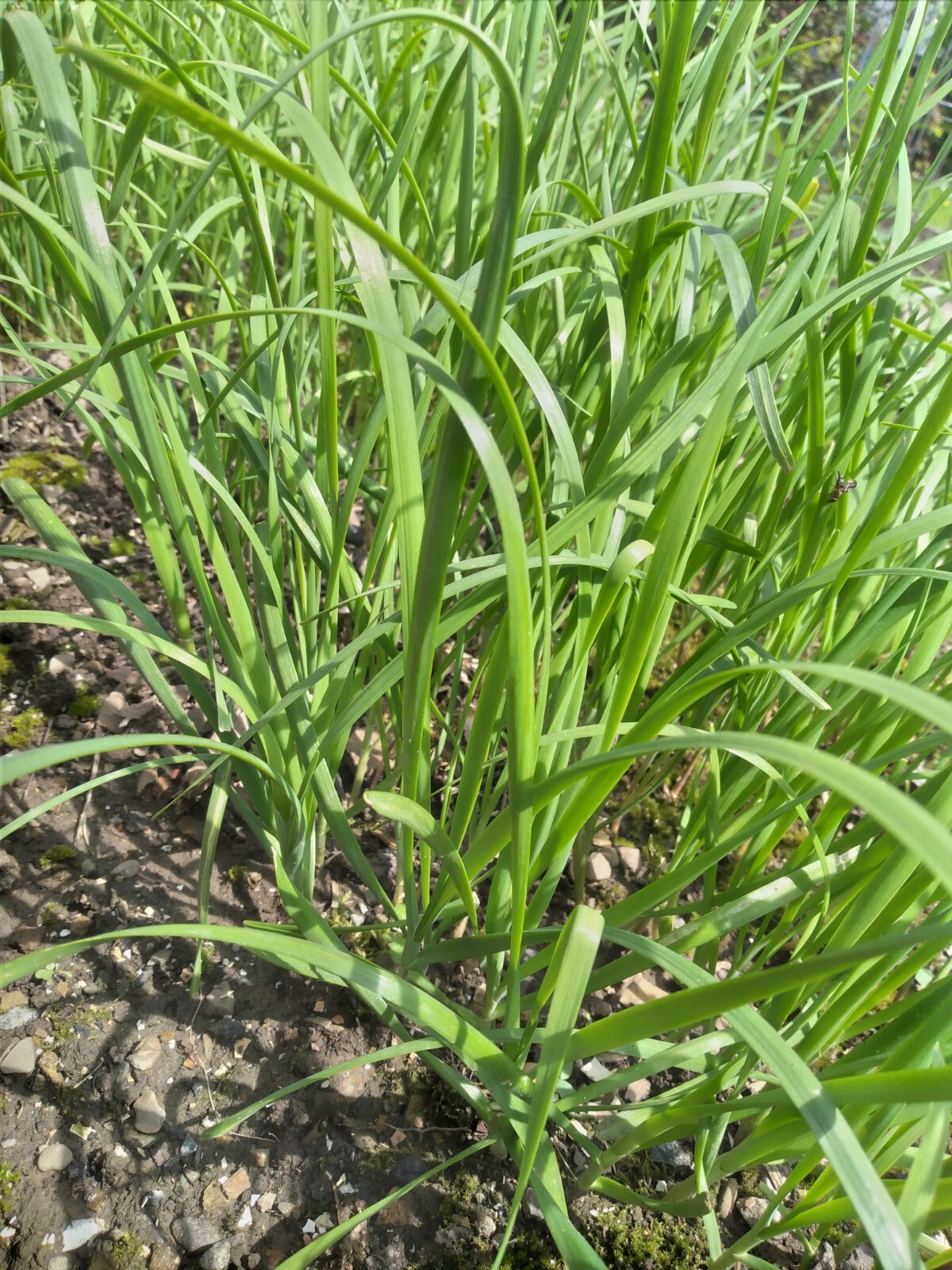 100 Garlic Chives Leek Plant Roots, Allium Tuberosum, Puerros , 韭菜根, 부추