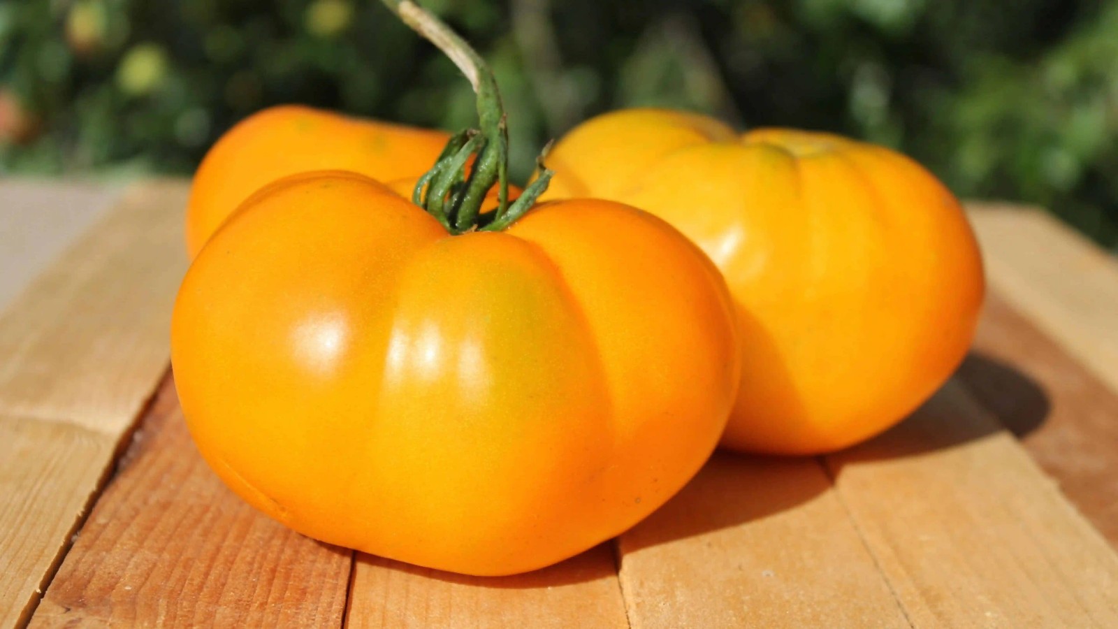 100 Heirloom Azoychka Yellow Beefsteak Tomato Seeds -8-16oz Sweet Indeterminate