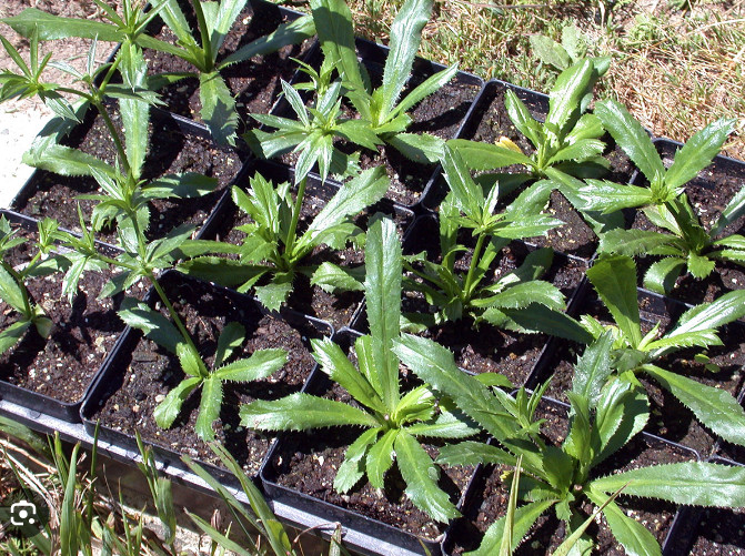 1,000+ Seeds, Recao de Puerto Rico, Culantro, ngo-gai, long coriander, Sofrito