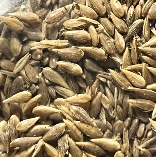 100 Phalaris aquatica seeds