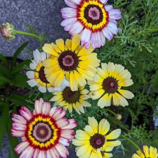 50pcs Painted Mix Daisy Flower Seeds Non GMO Heirloom Pink Indian Blanket Colors