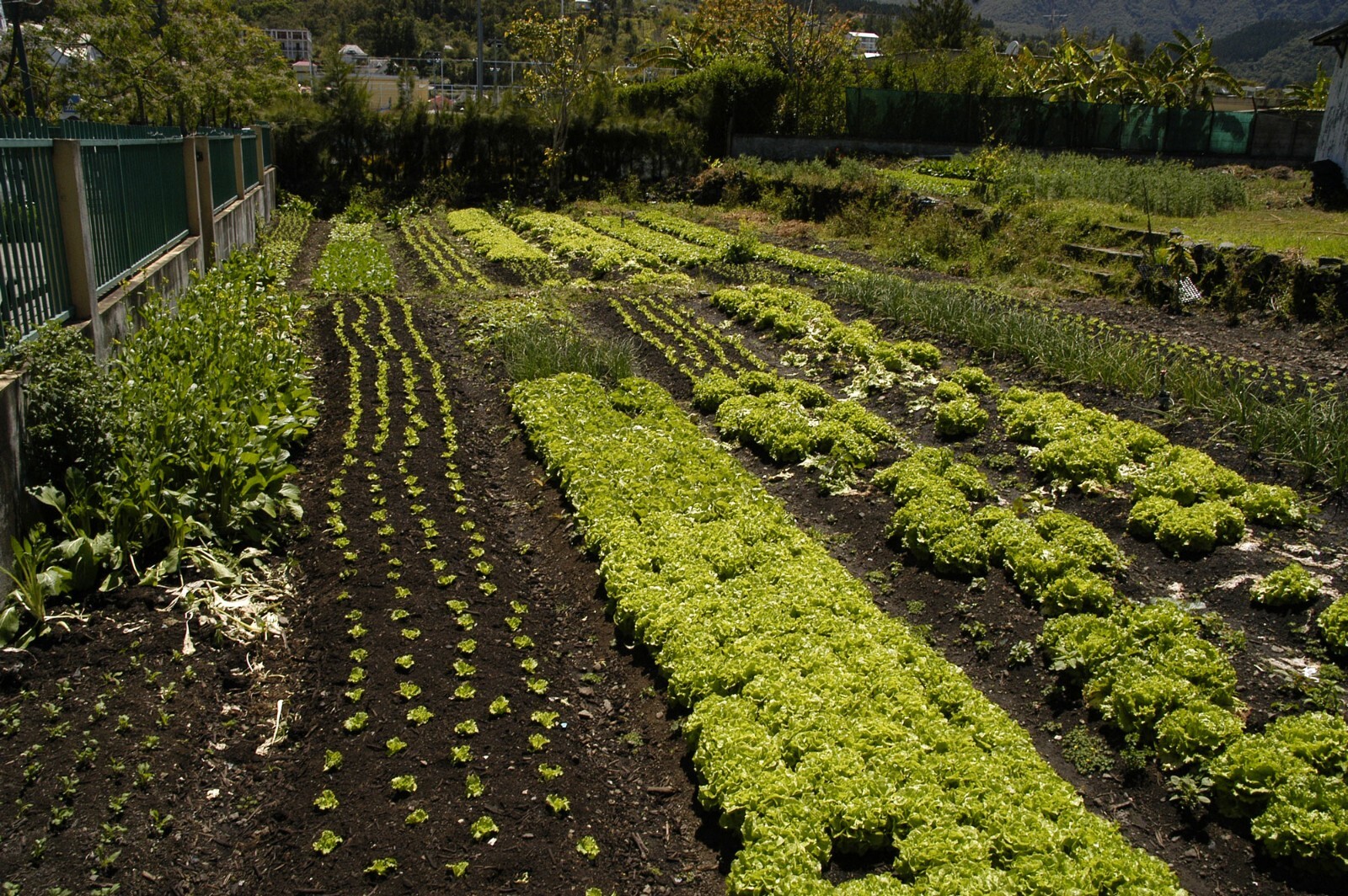 1/4 Million Veggie, Fruit & Sprout Seeds Survival/Garden+ $30 Herb Pack