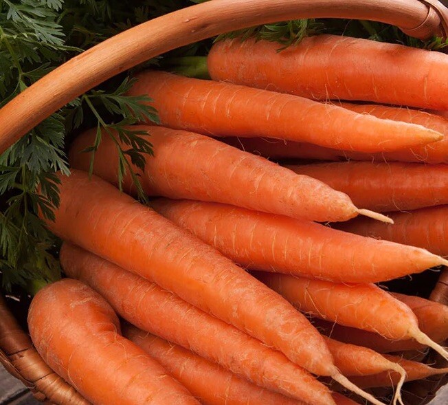 1000+ CARROTS SEEDS | DANVERS CARROTS – NON GMO – USA
