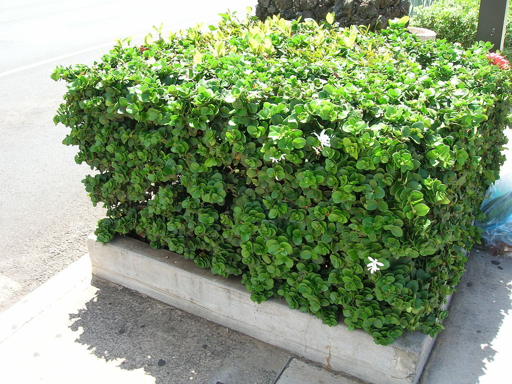 Natal Plum, Carissa macrocarpa, (Carissa grandiflora), Shrub Seeds