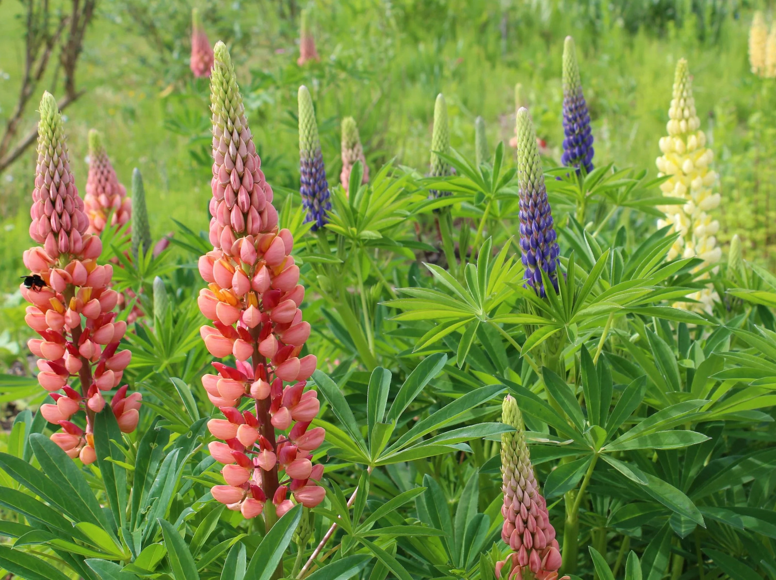 Russell Mix Lupine Seeds | Rainbow Lupin Bluebonnet Perennial Flower Seed 2024