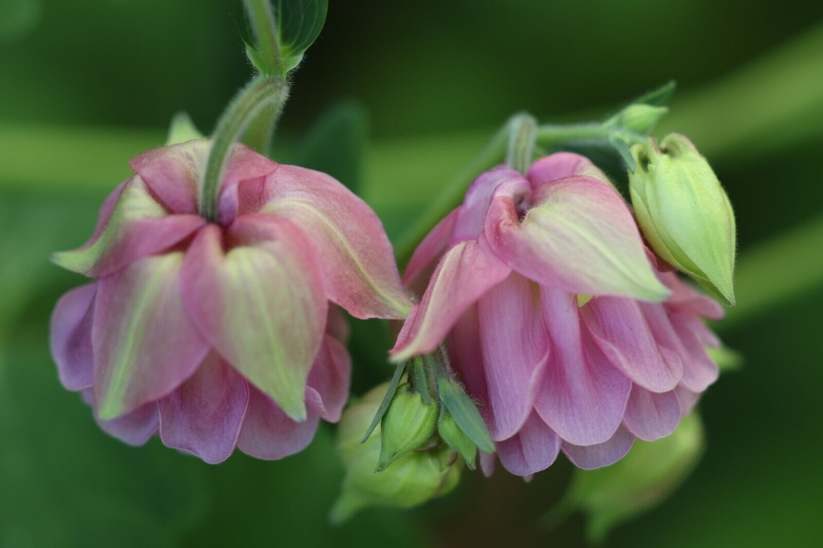 75 + Pink Double Columbine seeds -rare & organic – FREE S/H