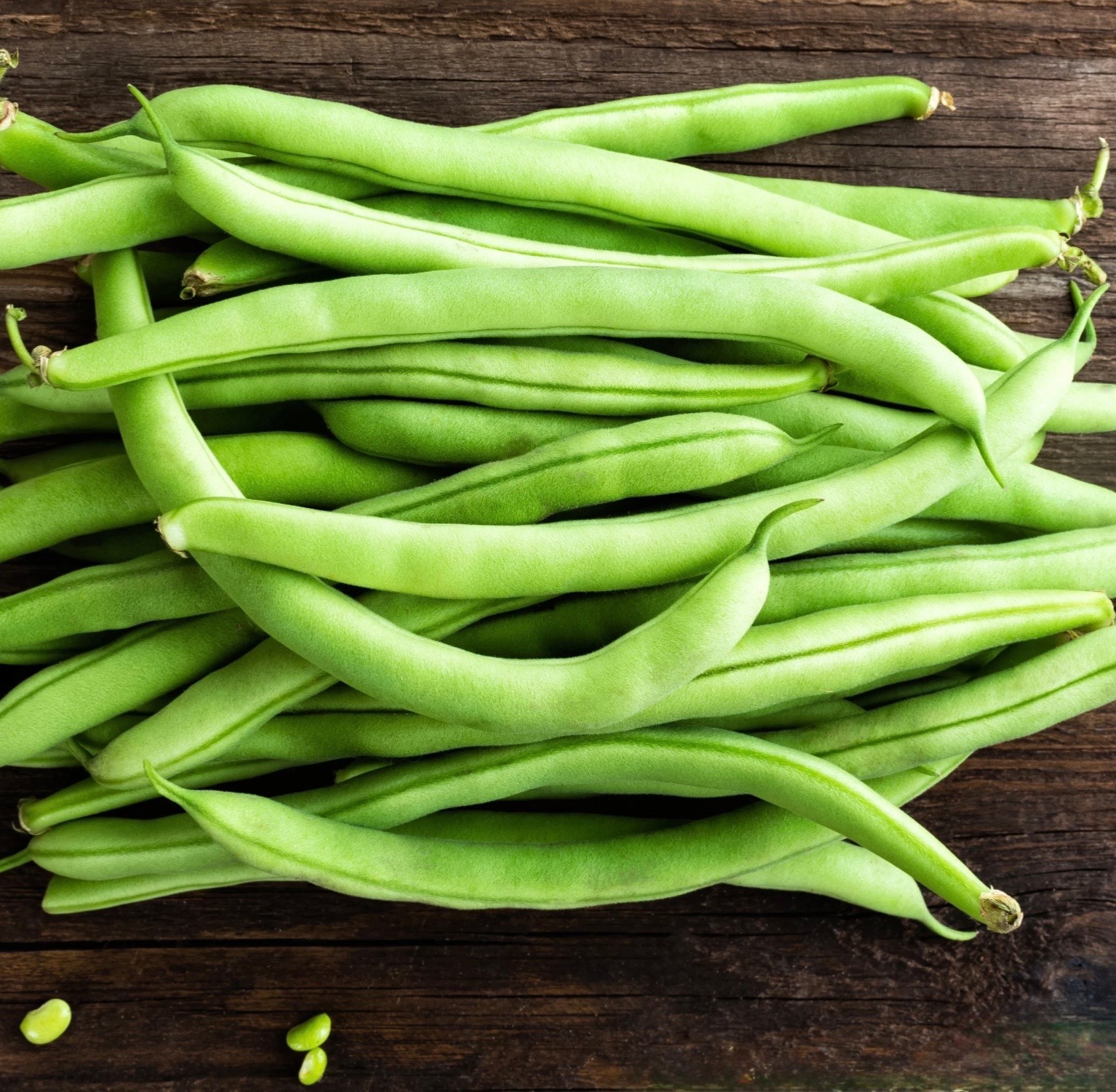 Burpee Stringless Green Pod Bush Bean – Fresh Seeds – NonGMO USA, Free Shipping!