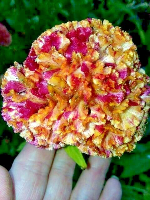 Yellow/Red Marble Brain Celosia 25 SEEDS 4 ft. tall Comb. S/H See Our Store