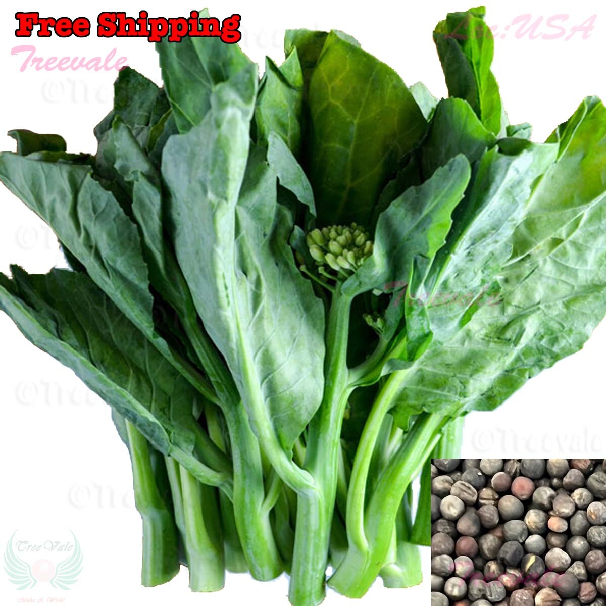 Chinese Broccoli, White-flowering Broccoli, Kai-lan, Chinese Kale SEEDS |NON-GMO