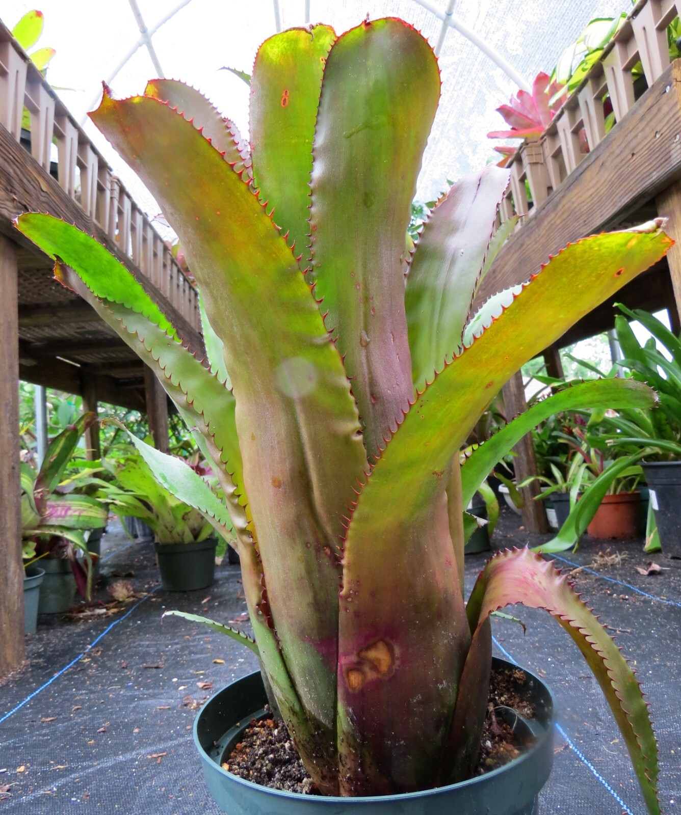 Aechmea unknown