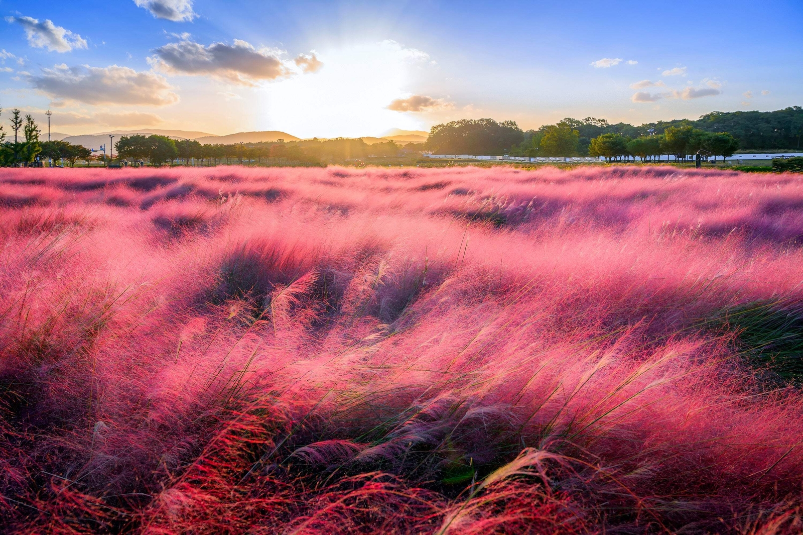 40 PINK MUHLY GRASS Cotton Candy Grass Muhlenbergia Capillaris Native Seeds