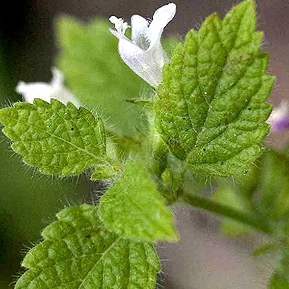 1000 LEMON BALM CITRONELLA PERENNIAL SEEDS MOSQUITO INSECT REPELLENT NON-GMO US