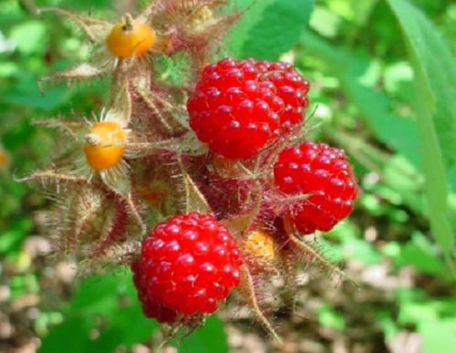 Wineberry ! Rubus phoenicolasius. Live plants, roots wrapped in wet, no leaves