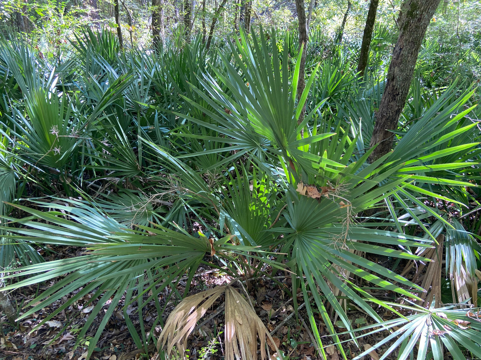 Sabal minor Seeds – Dwarf Palmetto