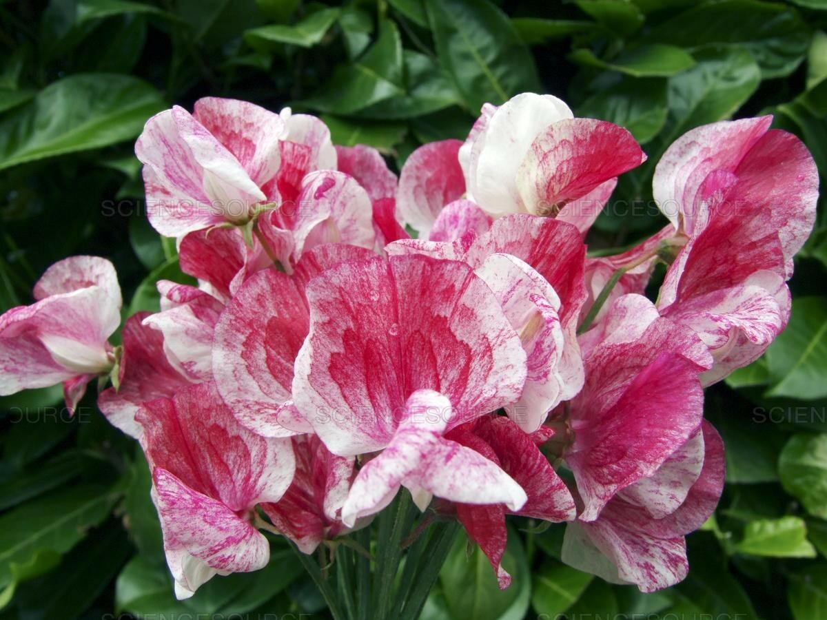 Lathyrus odoratus America 8 seeds
