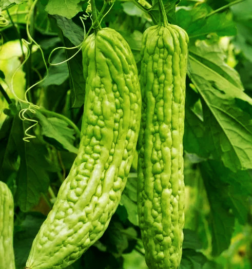 Green Bitter Melon Seeds | Smooth Gourd Karela USA Asian Vegetable Seed 2024