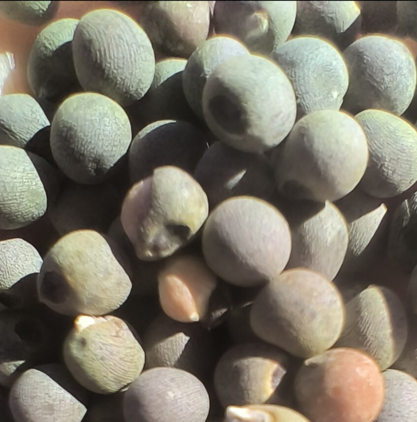 60 Heirloom Clemson Spineless Okra Seeds – Tender Pods, Easy Harvest