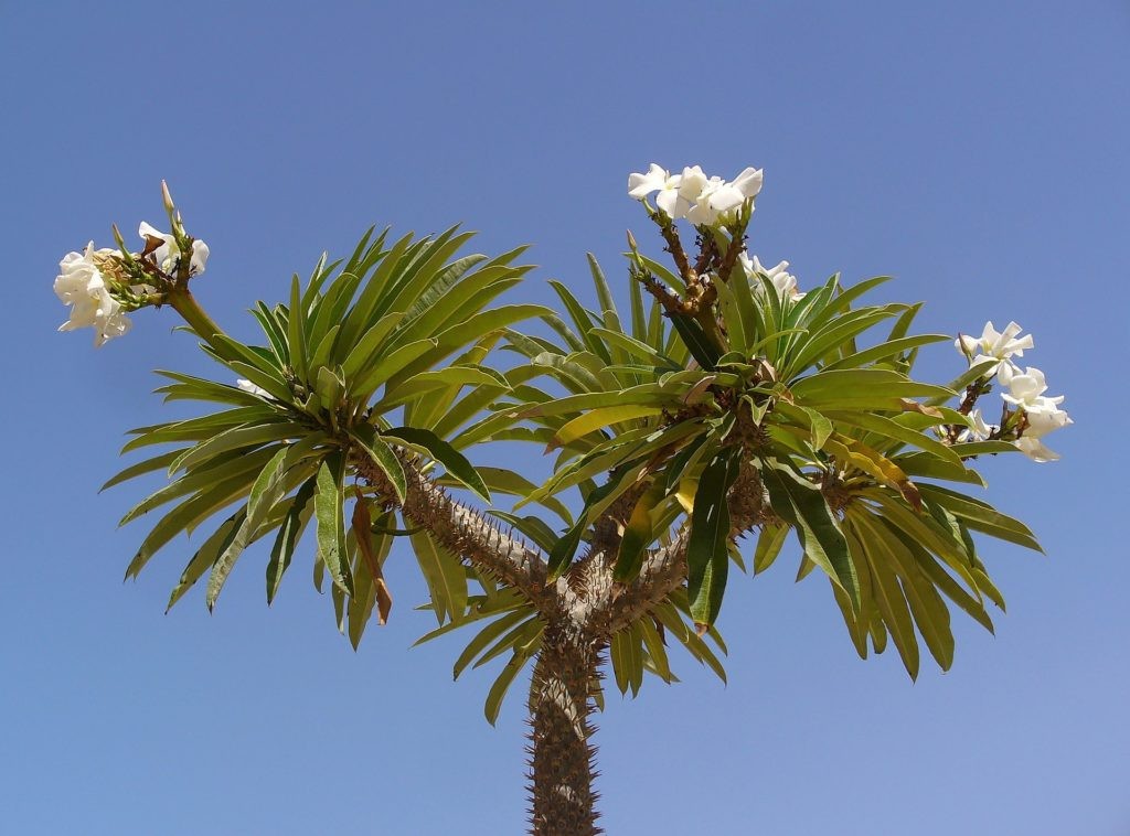 Pachypodium lamerei aka Madagascar palm, 5 Seeds. Free Shipping!
