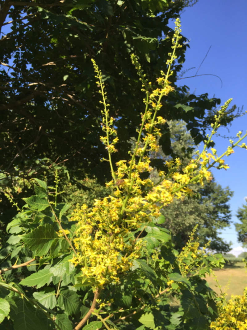 1-1000 PCS Golden Rain Tree Seeds Pride India Varnish Koelreuteria Flower 0138