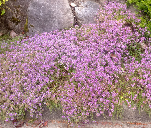 CREEPING THYME DWARF Thymus Serpyllum – 5,000 Bulk Seeds