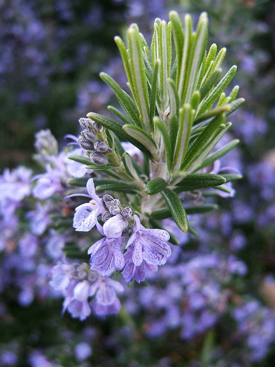 Rosemary Seeds – For 2025 Planting Blue Tuscan Perennial Herb Garden