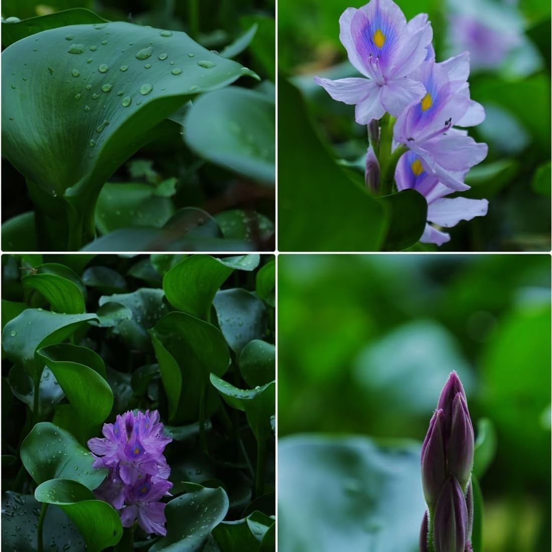Transform Your Pond: 200 GMO-Free Water Hyacinth Seeds for Vibrant Water Gardens