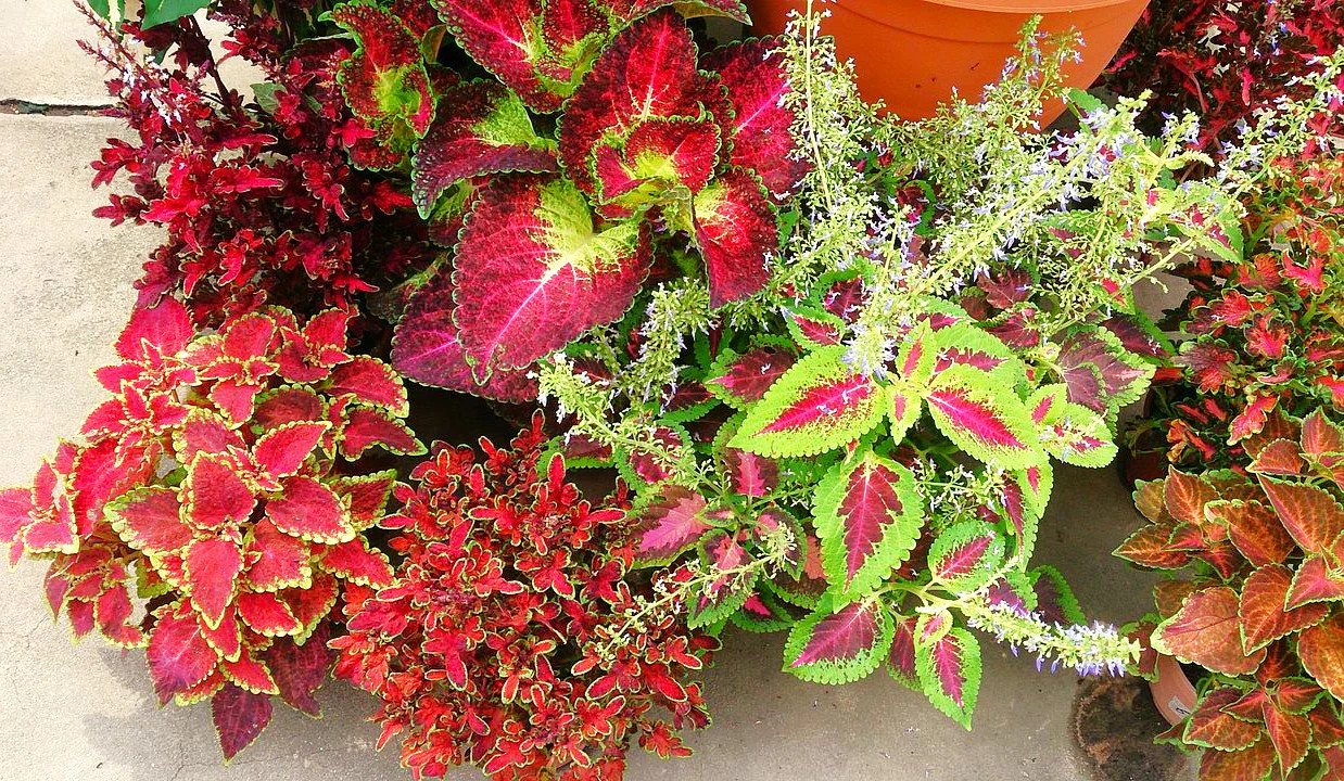 Rainbow Mix Coleus Seeds | Annual Tropical Houseplant Leaf Shade Plant Seed 2025