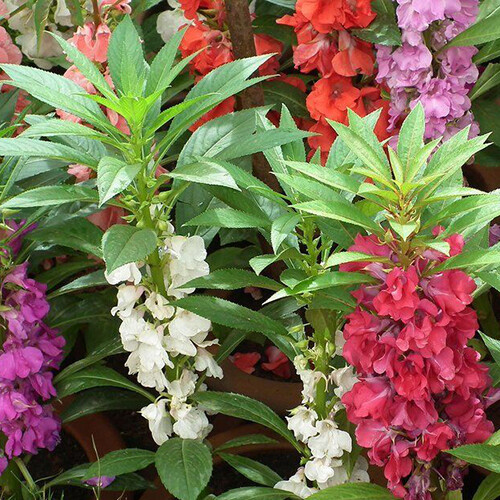Tom Thumb Impatiens Seeds | 50 – 1,000 Seeds | Non-GMO | Free Shipping | 1264