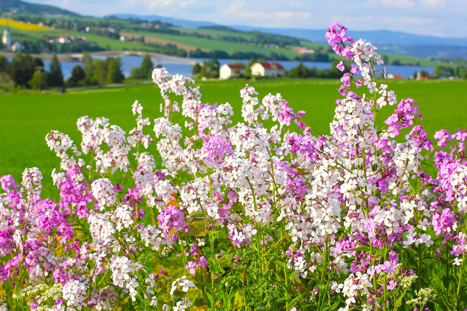 Dame’s Rocket Seeds | Sweet Violet Purple Wildflower Perennial Flower Seed 2025