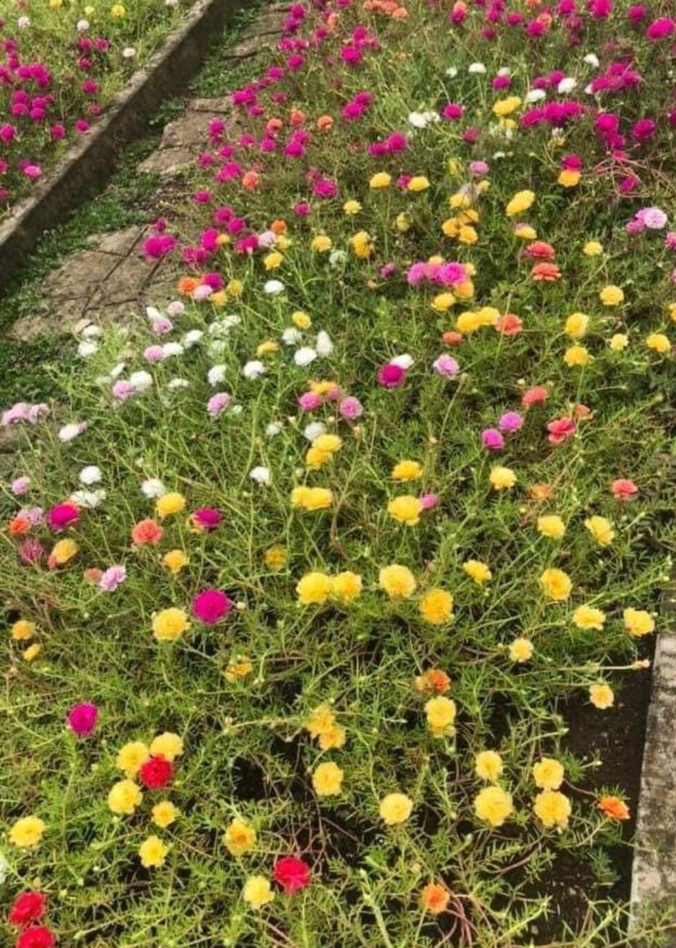 500+SEEDS Moss Rose Portulaca Double Flowered Mix