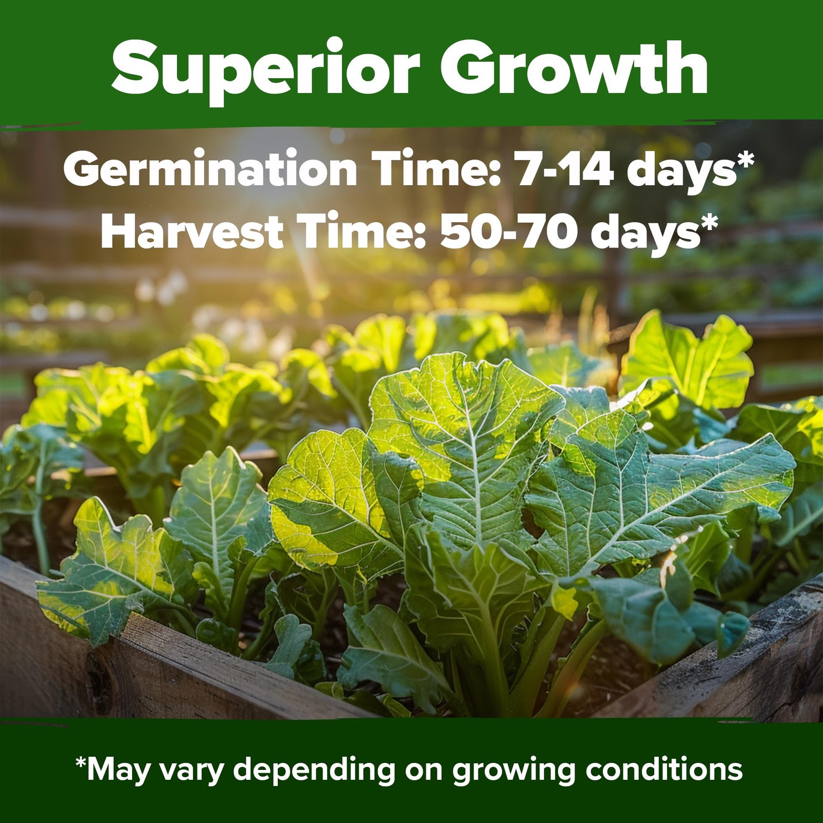 Georgia Southern Collard Green Seeds 600+ Heirloom NonGMO Seeds for Planting,…