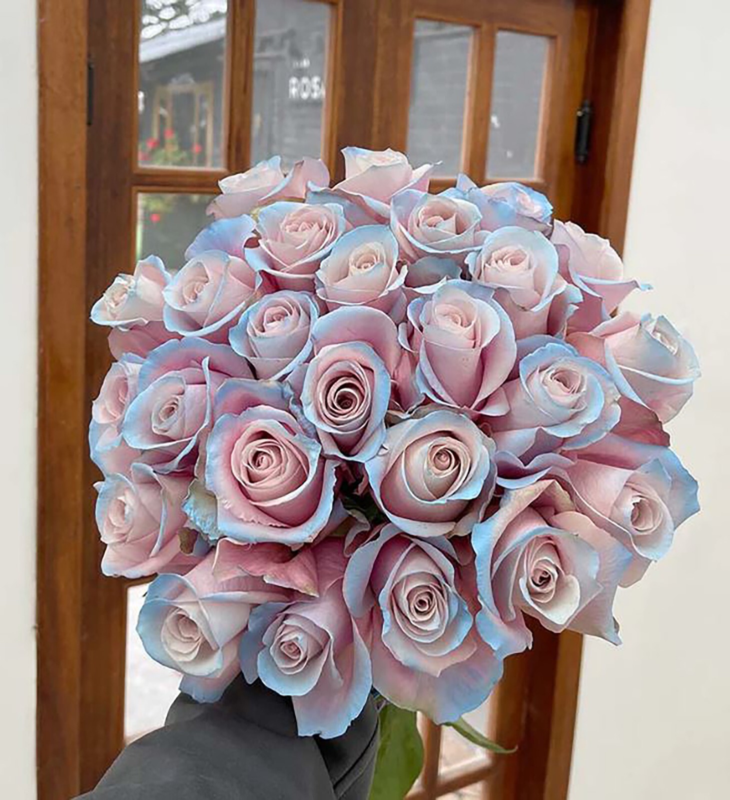 Midnight Blue, Black, Duo Color Rose 100 Seeds~ Rare-Free Shipping-USA Seller