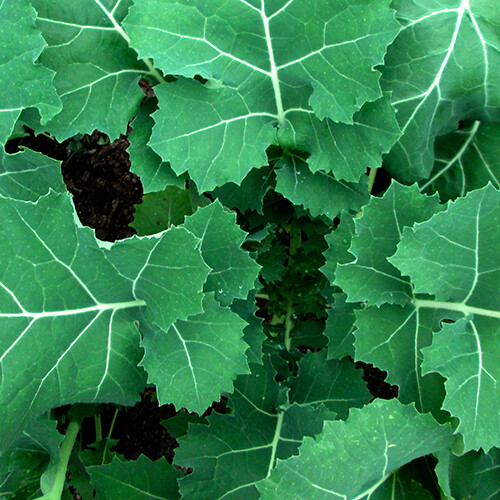 Premier Kale Seeds | Non-GMO | Free Shipping | Seed Store | 1101