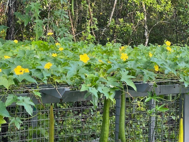 25 Big Long Smooth Luffa Seeds Sponge gourd 特長絲瓜 Luffa Cylindrica Muop Huong USA
