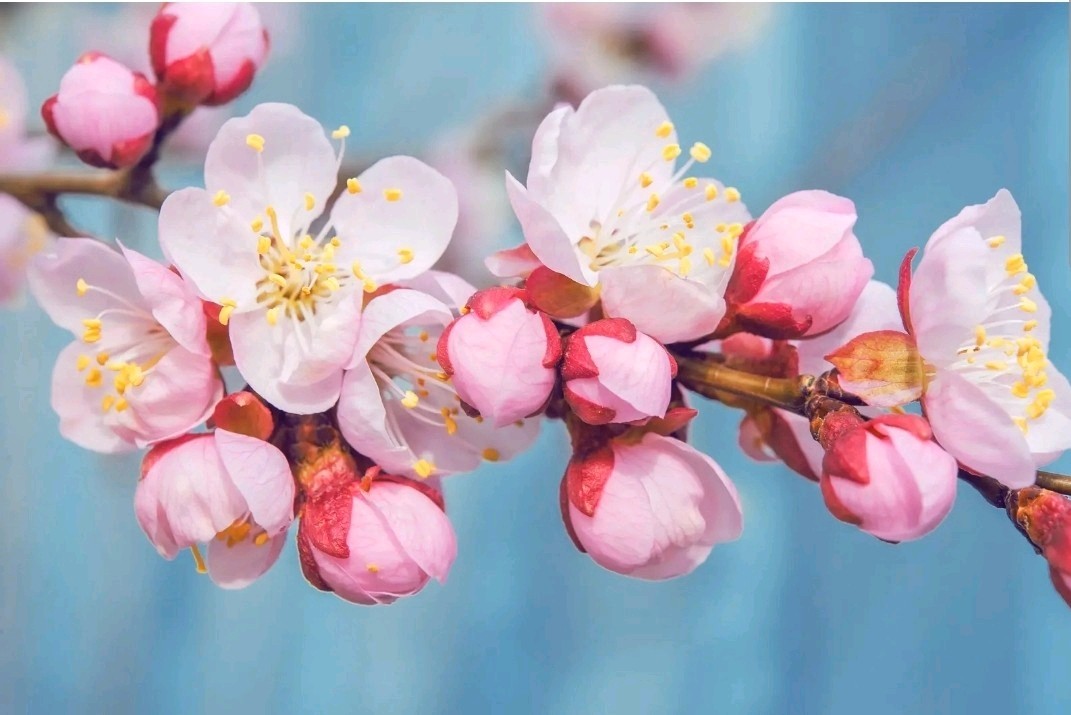 1 Pound Prunus Americana Tree Seeds About 900 To 1000 Seeds bulk