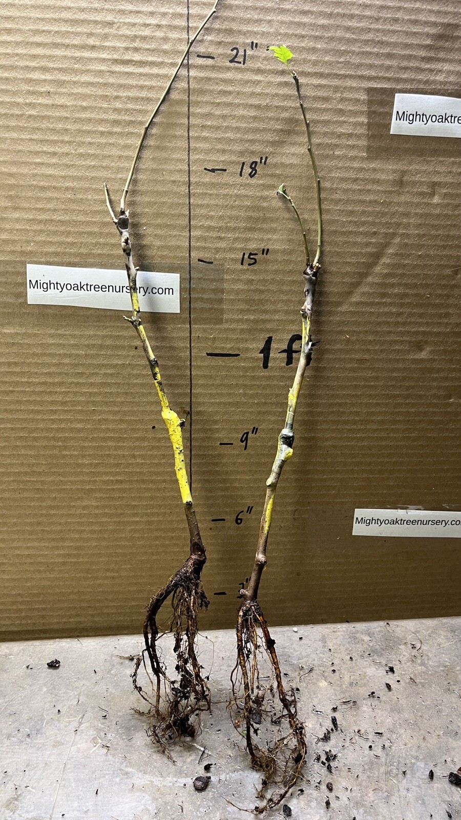1 grafted tree Hendre Huffcap Cider Pear plant 15-18” tall