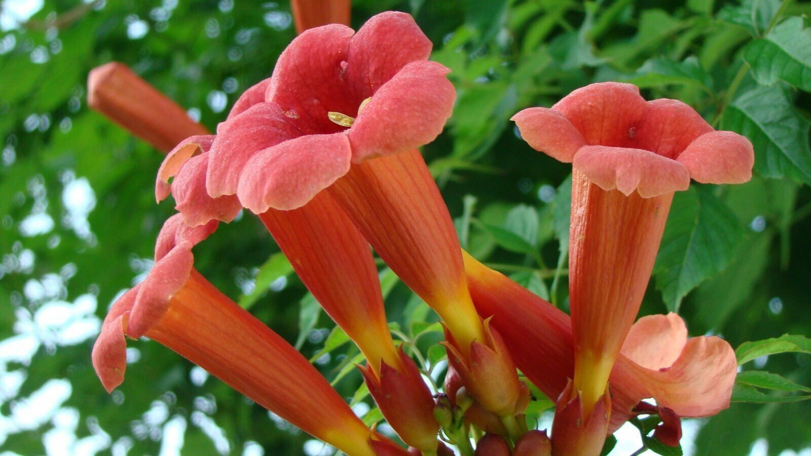 Red Trumpet Creeper, Hummingbird Vine, Campsis radicans, – 50 Seeds 2023 – USA