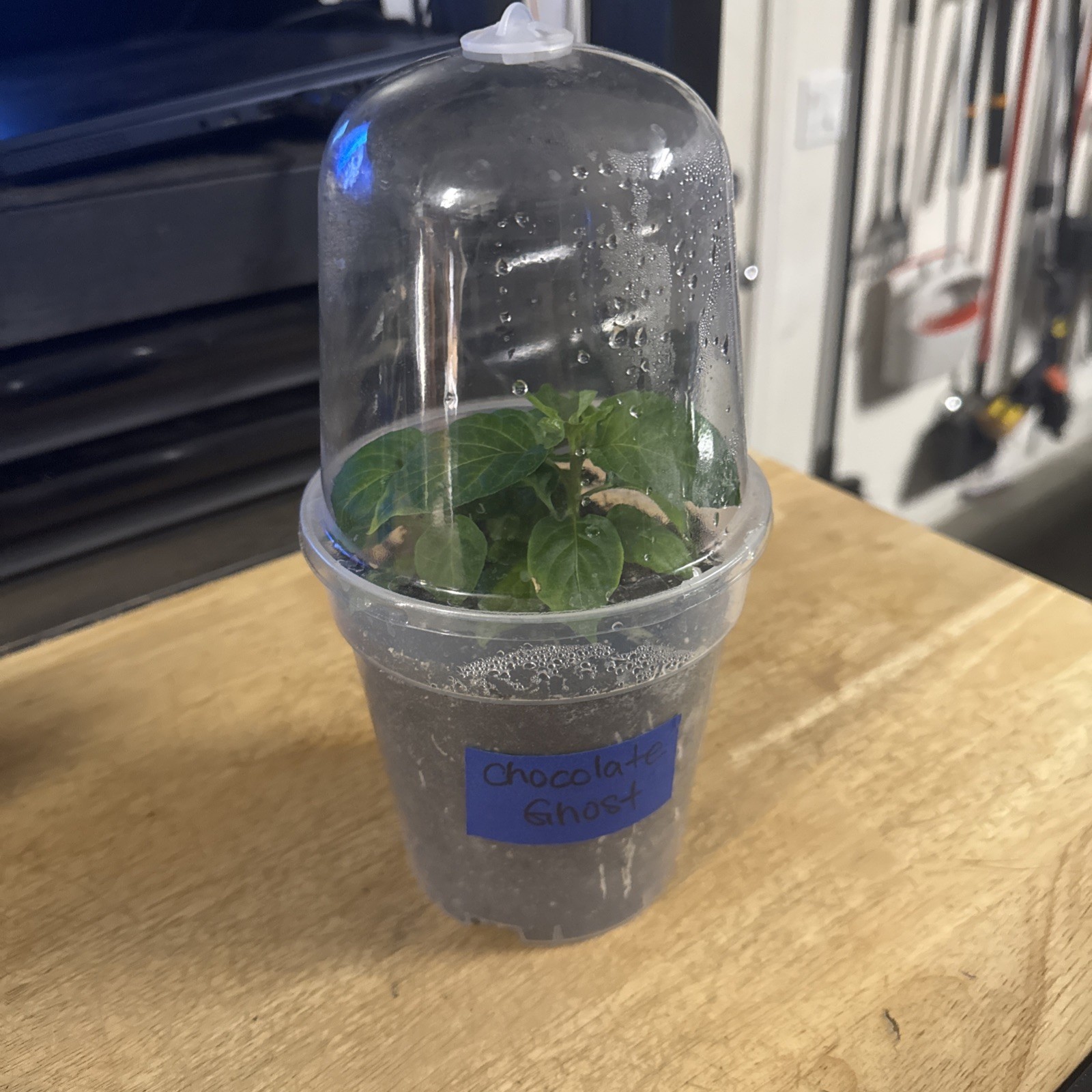 Rare!! 5 Chocolate Ghost Pepper Plants!! Rooted and Healthy!! Ready To Ship!!