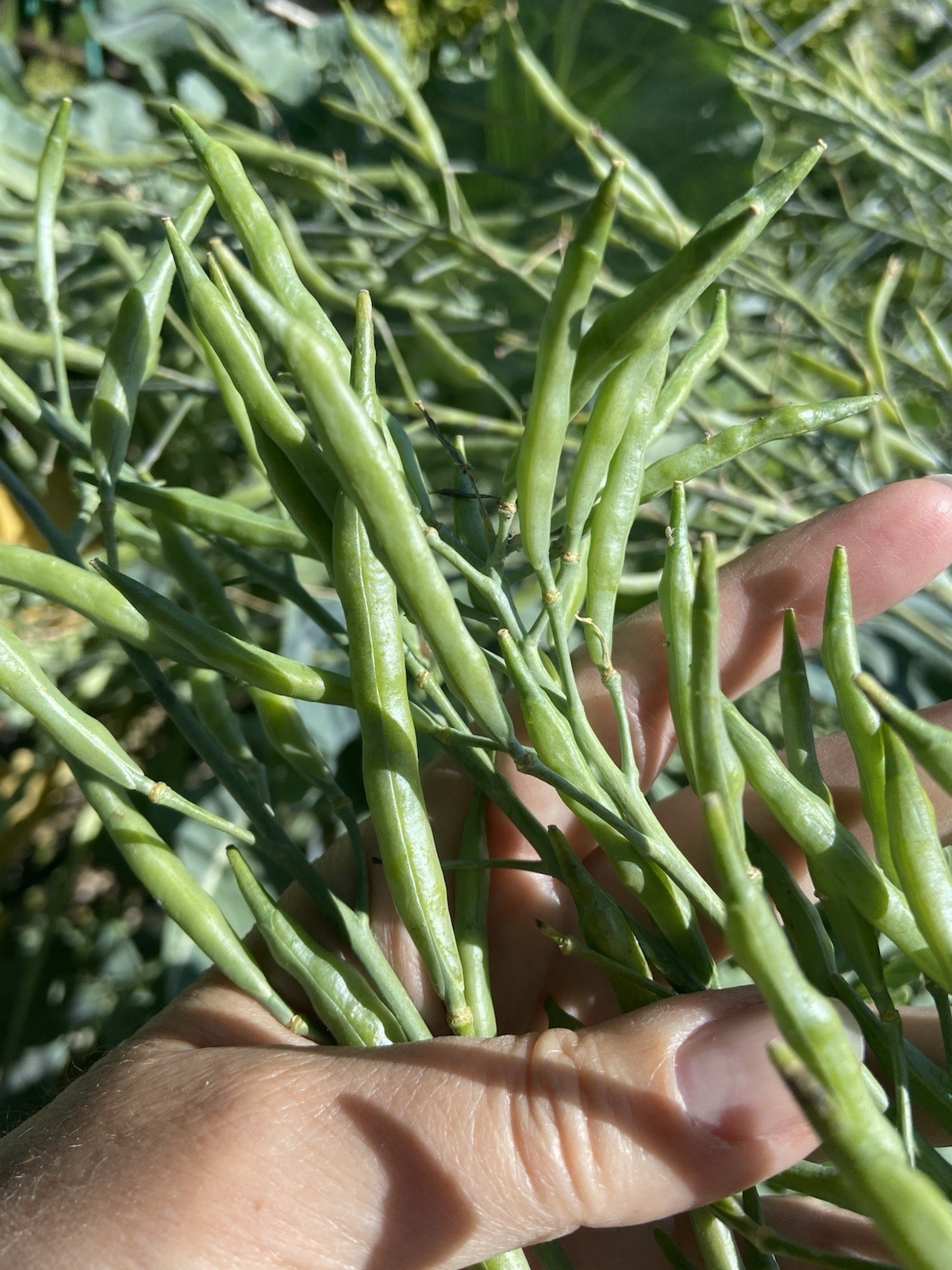 TREE COLLARD SEEDS – 100+ seeds – California variety “MONTARA” – 7 feet tall