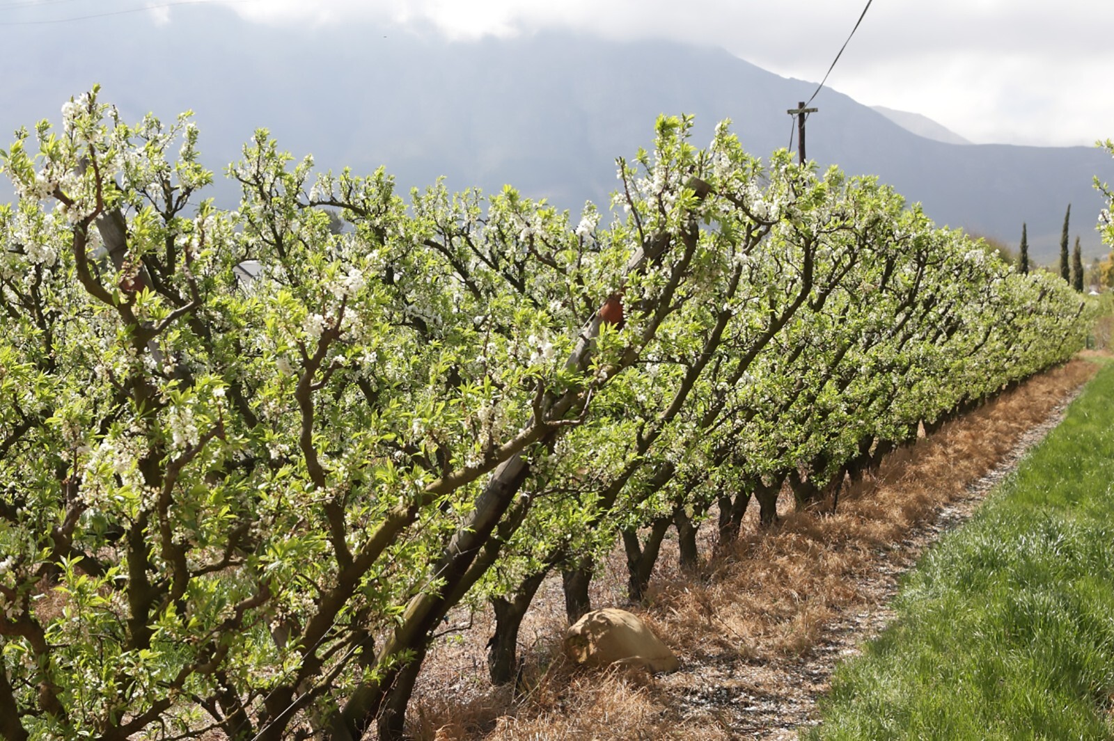 Wine Grape, Vitis vinifera, Vine Seeds