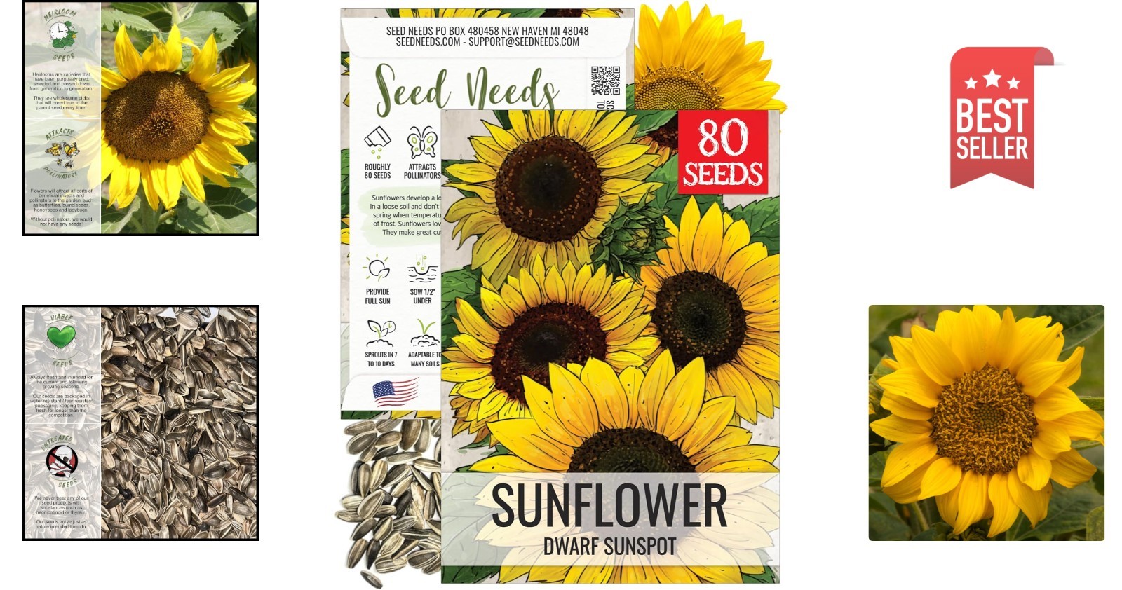 Dwarf Sunspot Sunflower Seeds – Heirloom 2′ Tall Yellow Blooms for Cut Flowers