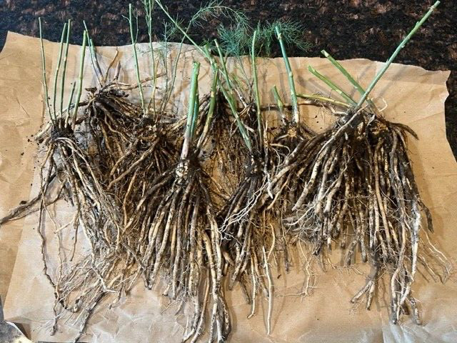 10 ea. Mary Washington Asparagus Live Plants, 2yr Crowns – Organic