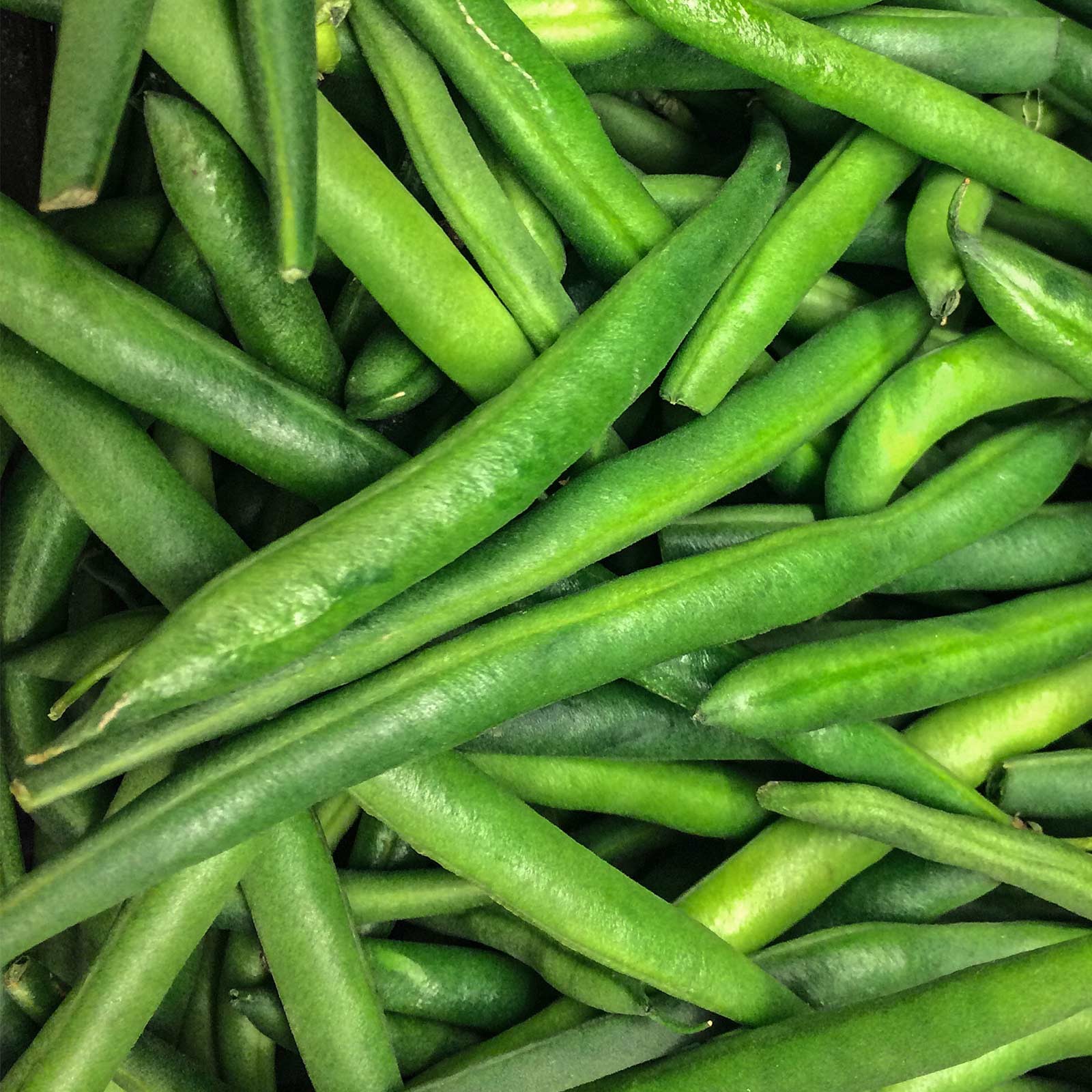 Jade ll Bush Green Bean Seeds, Stringless Treated. FREE SHIPPING!