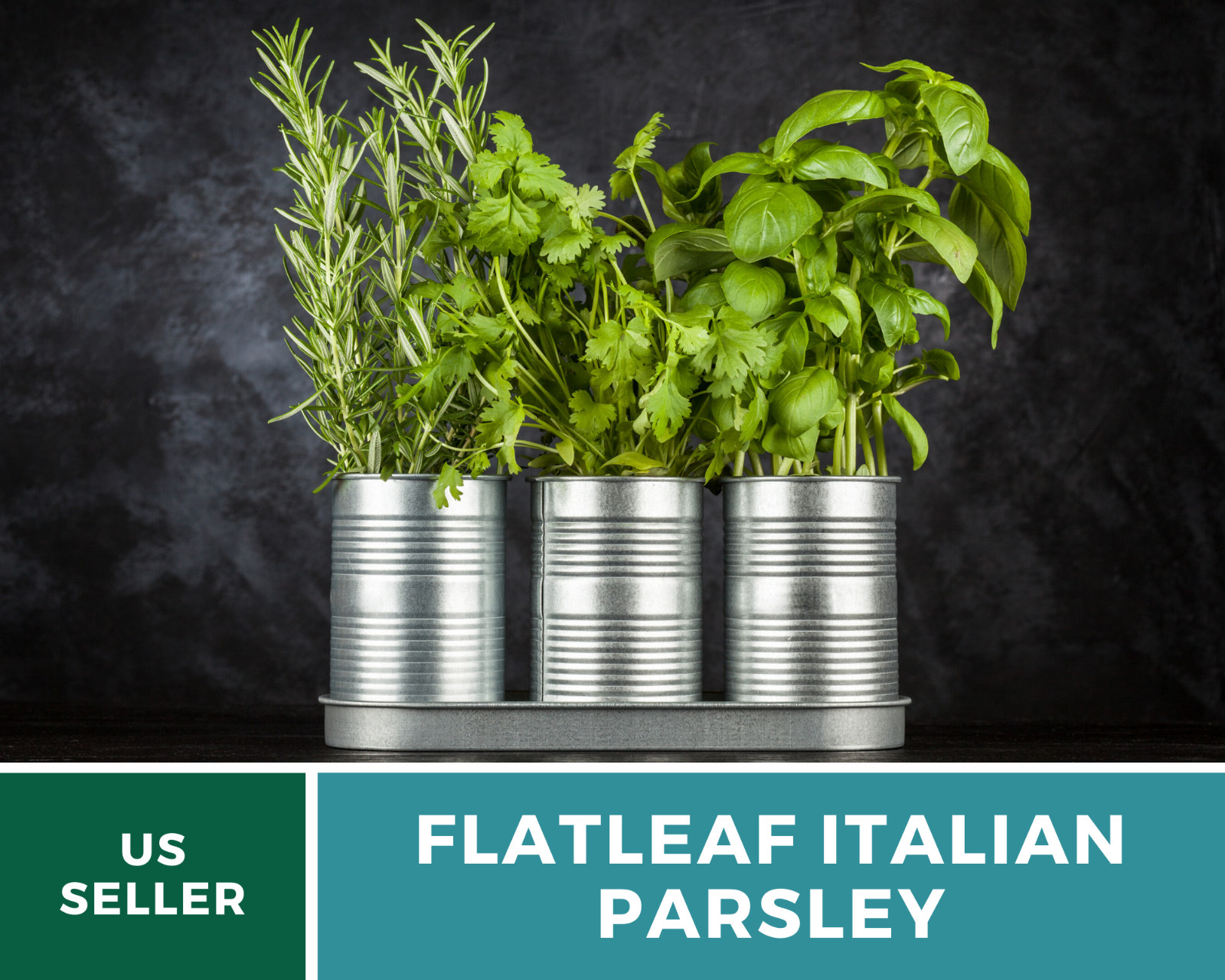Parsley, Italian Flat Leaf – 200 Seeds – Non GMO
