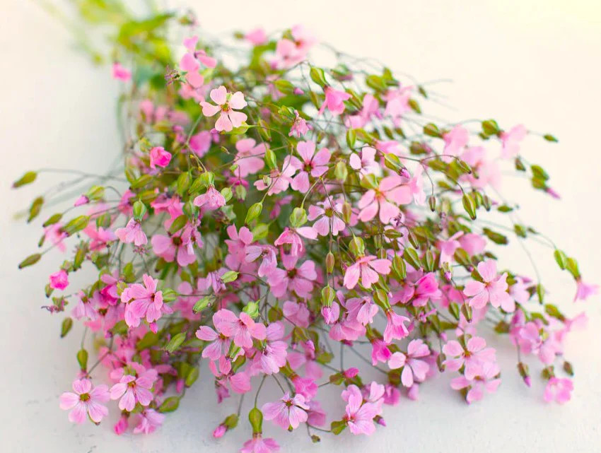 Pink Beauty Soapwort Seeds – For 2025 Planting Saponaria Soap Plant Rose Ground